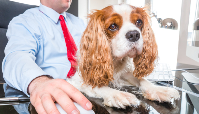 Les chiens en entreprise la nouvelle tendance QVT